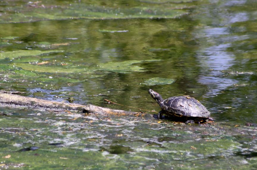 Tartaruga ? (Trachemys scripta elegans)